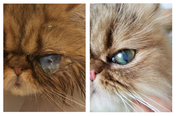 Pre y post tratamiento crosslinking e injerto membrana amniótica