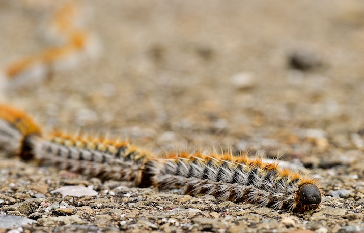 Procesionaria del pino