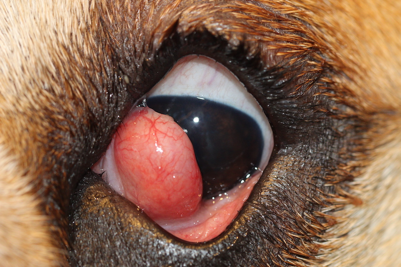 Primer plano del ojo de un perro con prolapso evidente de la glándula de la membrana nictitante, también conocido como “ojo de cereza”.