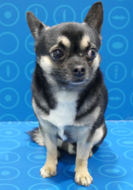 Proptosis ocular - caso Black