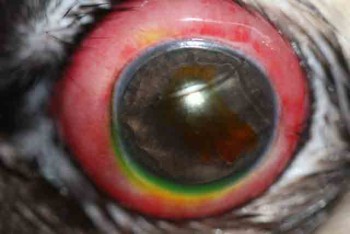 Proptosis o prolapso globo ocular perro carlino