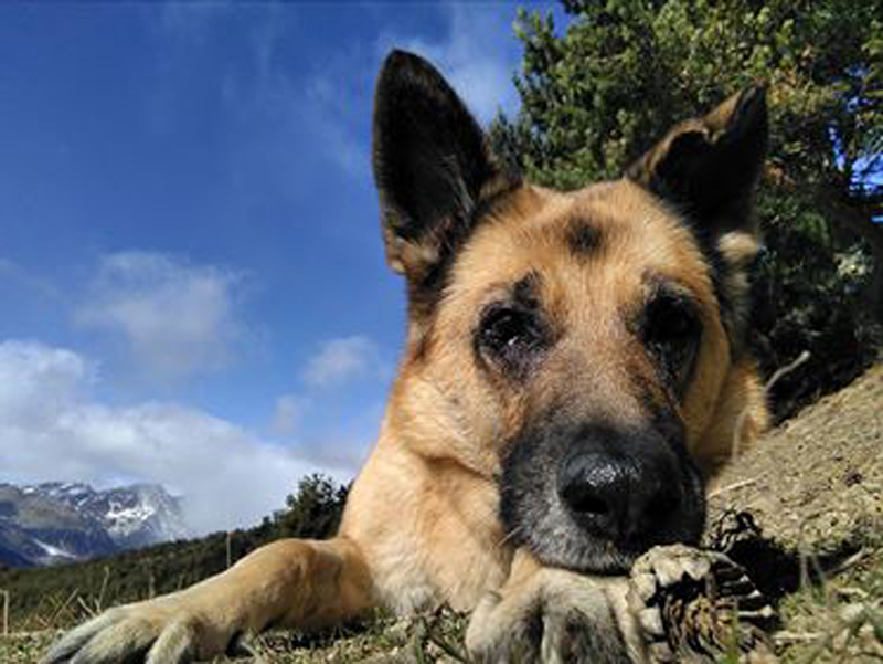 Kyla, un perro pastor alemán con prótesis oculares
