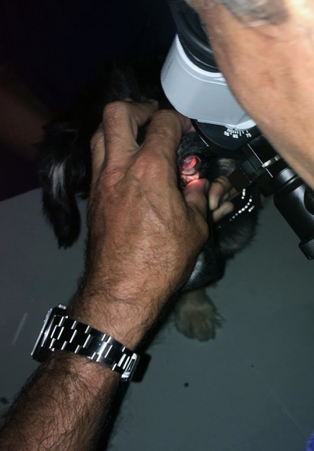 Gonioscopia en perro con glaucoma para valorar el ángulo iridocorneal