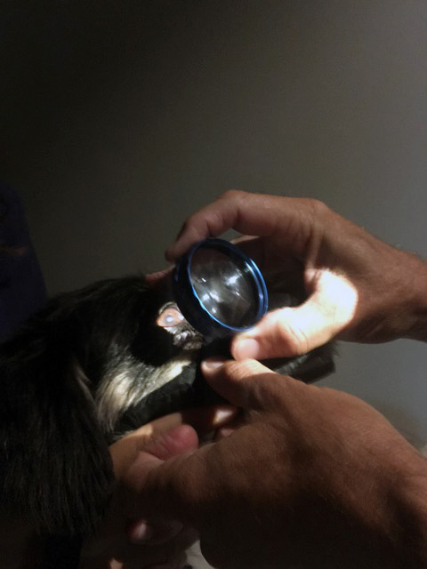 Exploración oftalmológica caso glaucoma perro