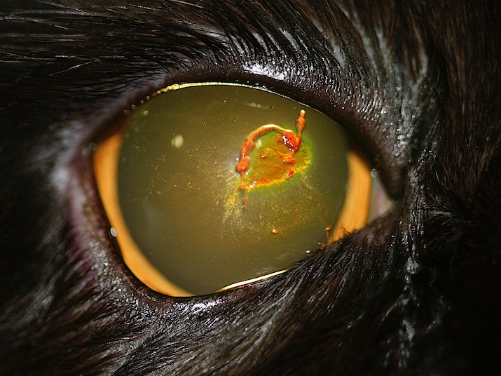 Queratitis herpética en un gato