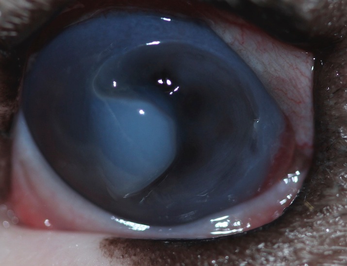 Queratitis infecciosa bacteriana en Bulldog Inglés