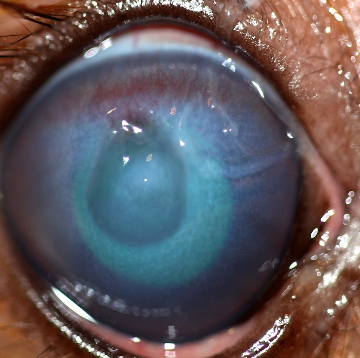 Queratitis infecciosa bacteriana en perro raza spagnel breton