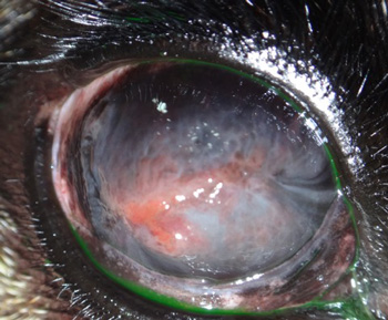 Ojo derecho de Nur, un pastor alemán con queratitis superficial crónica o pannus