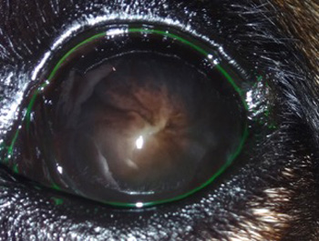 Córnea post tratamiento pannus