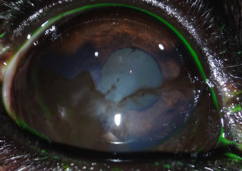 Ojo de perro después de tratamiento queratitis superficial crónica o pannus