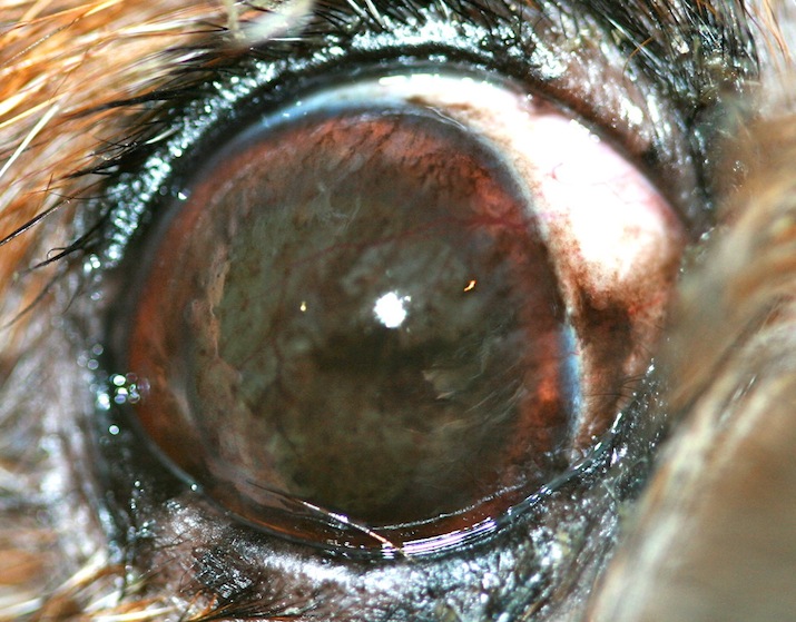 queratitis-inmunomediada-pigmentaria-shih-tzu