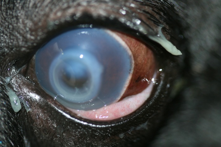 Queratitis ulcerosa bacteriana en bulldog francés