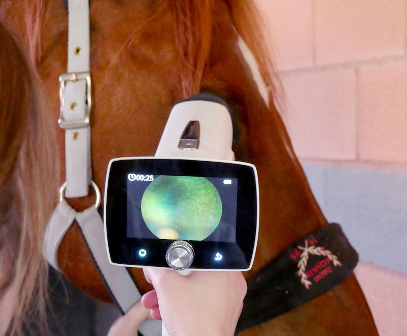 Retinografía en un caballo