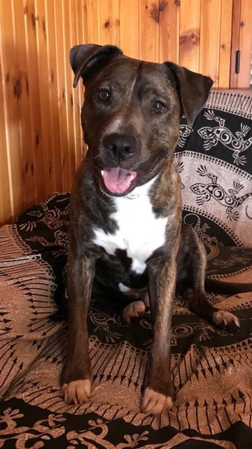 Caso perro luxacion cirstalino - Post operación