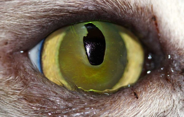 Ojo gato con secuestro corneal