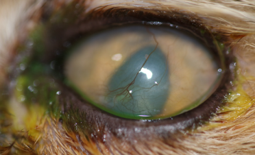 Test de fluoresceína de ojo de gato con úlcera melting los 2 meses de tto - Caso Bagheera