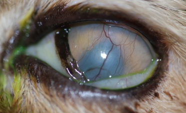 Test de fluoresceína a los dos meses de tratamiento de úlcera colagenasa en gato - Caso Bagheera