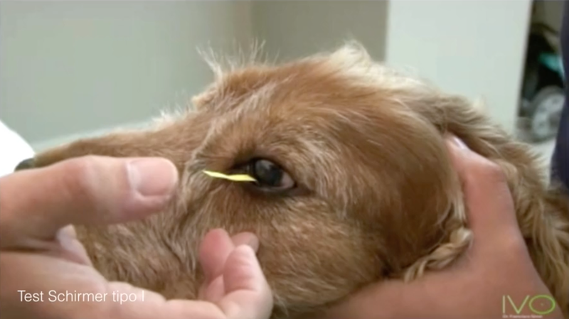 Test de Schirmer en perro