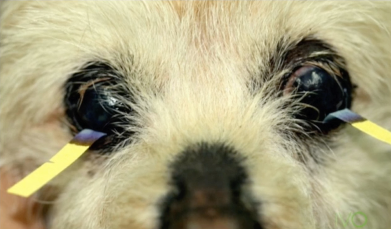 Test de Schirmer en perro