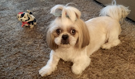 Kira después de su trasplante de córnea para curar su herida en el ojo