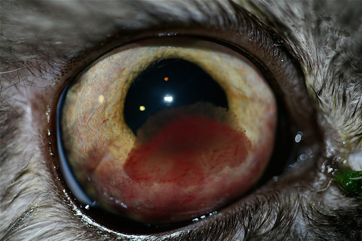Tumor ocular en un gato (linfosarcoma)