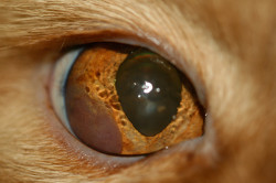 Cancer ocular o linfoma en un gato