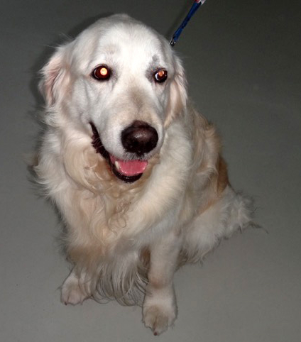 Caso tumor palpebral en perro