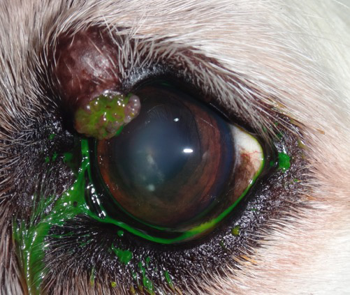 Caso tumor palpebral en perro - precirugia