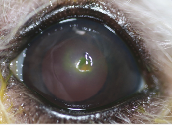 Ulcera distrofia lipidica corneal - Caso Apolo