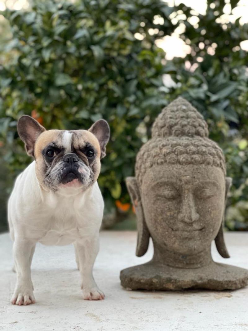 Olivia, una bulldog francés tratada en IVO de úlcera indolente