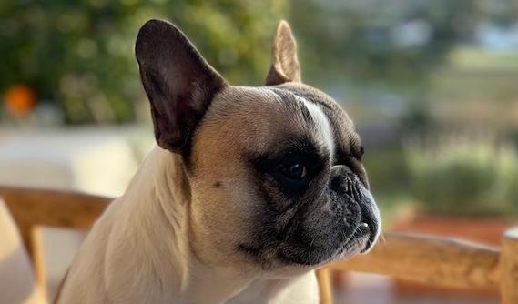 Bulldog Francés de color blanco y beige sentado al sol, con expresión atenta y fondo desenfocado de jardín o terraza.