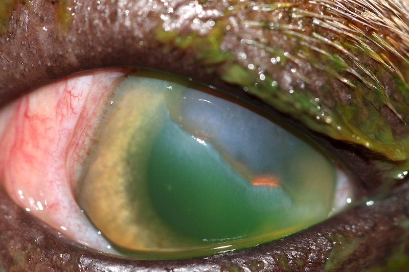 Úlcera estromal con colagenolisis en bulldog francés