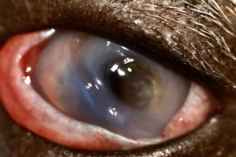 Úlcera corneal infectada en bulldog francés - Wendy