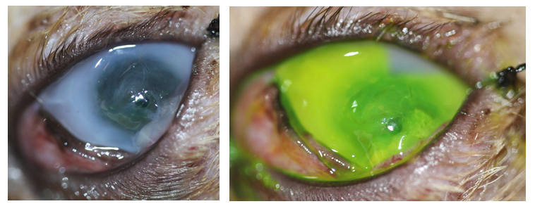 Úlcera infectada de gato antes de la cirugía