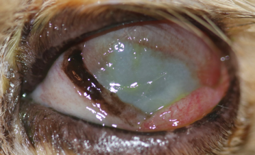 Ojo de gato con úlcera colagenasa o melting en tratamiento de 2 semanas