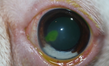 Ojo canino con úlcera indolente o del Bóxer