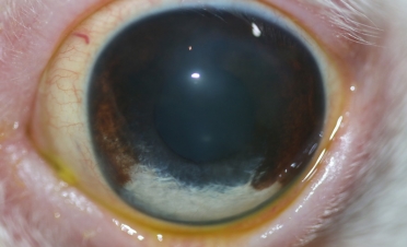 Ojo de perro tras el tratamiento de úlcera indolente o de bordes desprendidos