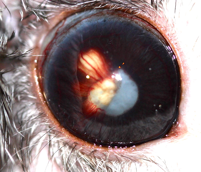 Uveítis facoclástica en un conejo