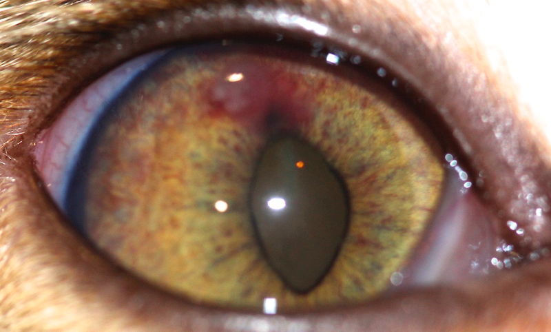 Uveitis por Peritonitis infecciosa Felina (PIF) en un gato