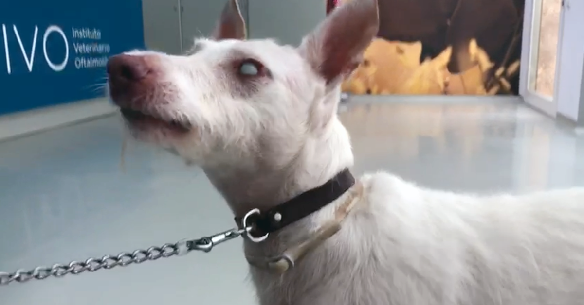 Rody, un podenco con uveitis lipémica el día de su visita al IVO