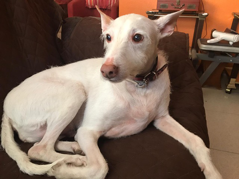 Rody después del tratamiento