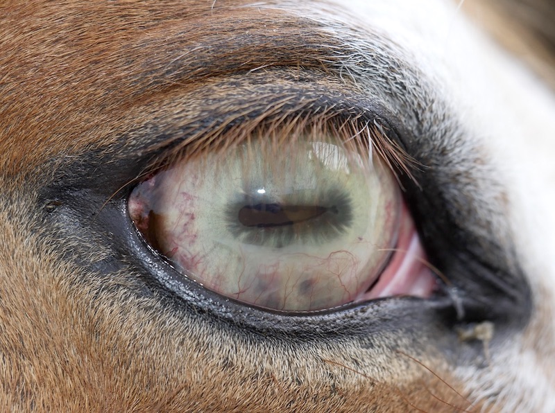 Uveitis recurrente equina