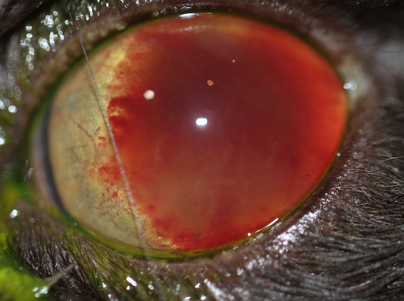 Uveitis traumatica en gato